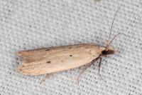 Nothris verbascella