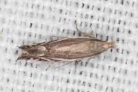 Sophronia humerella