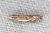 Sophronia humerella
