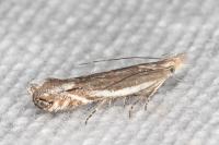 Sophronia humerella