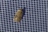Agonopterix ciliella/heracliana