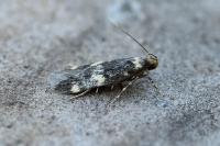 Oegoconia novimundi