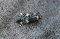Oegoconia novimundi