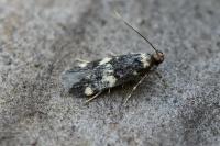 Oegoconia novimundi