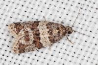 Isotrias rectifasciana