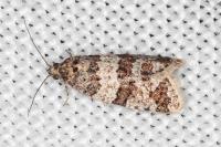 Isotrias rectifasciana