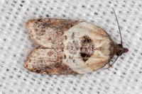 Acleris variegana