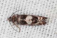 Epinotia rubiginosana