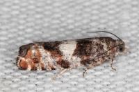 Epinotia rubiginosana