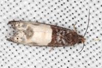 Notocelia cynosbatella
