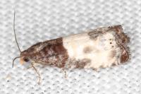 Notocelia cynosbatella