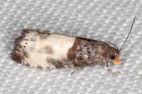 Notocelia cynosbatella