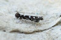 Parectopa ononidis