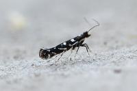Parectopa ononidis