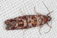 Rhyacionia pinivorana/miniatana