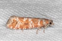 Rhyacionia pinivorana/miniatana
