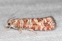 Rhyacionia pinivorana/miniatana