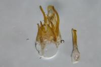 Scrobipalpa nitentella