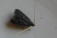 Lecithocera nigrana