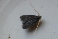 Lecithocera nigrana