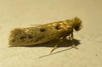 Anomalotinea liguriella