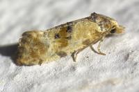 Neocochylis molliculana