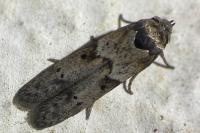 Blastobasis glandulella