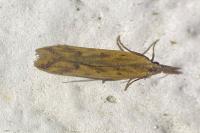 Dichomeris acuminata