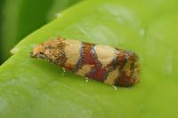 Aethes tesserana