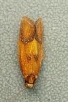 Agapeta zoegana
