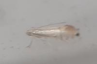 Phyllocnistis citrella