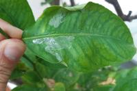 Phyllocnistis citrella