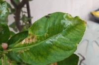 Phyllocnistis citrella