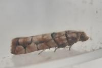 Pseudococcyx tessulatana