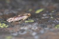 Argyresthia conjugella