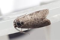 Penestoglossa dardoinella