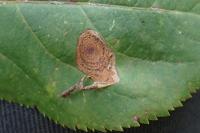 Leucoptera malifoliella