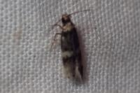 Oegoconia deauratella