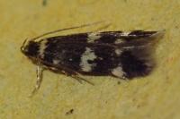 Oegoconia deauratella