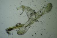 Oegoconia deauratella