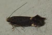 Stomopteryx flavipalpella