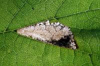 Parornix devoniella