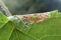 Parornix devoniella