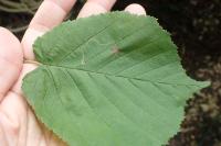 Stigmella microtheriella