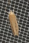 Limnaecia phragmitella