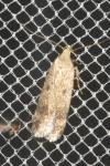 Pexicopia malvella