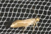 Crassa unitella