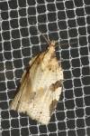 Clepsis spectrana