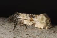 Cochylichroa atricapitana
