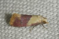 Diceratura ostrinana